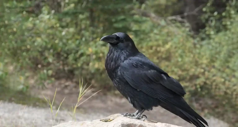 Perchè il corvo è presagio di morte?