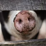 Incredibile trapianto di cuore da un maiale geneticamente modificato