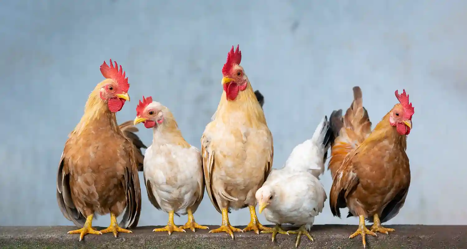 Scienziati utilizzano intelligenza artificiale per parlare con i polli