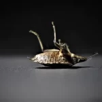 Come capire se hai le cimici nel letto