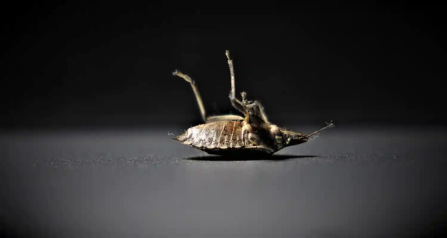 Come capire se hai le cimici nel letto