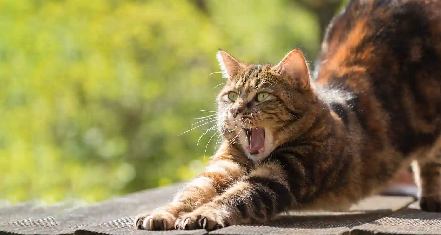 Il gatto sta male dal veterinario scoprono una cosa incredibile