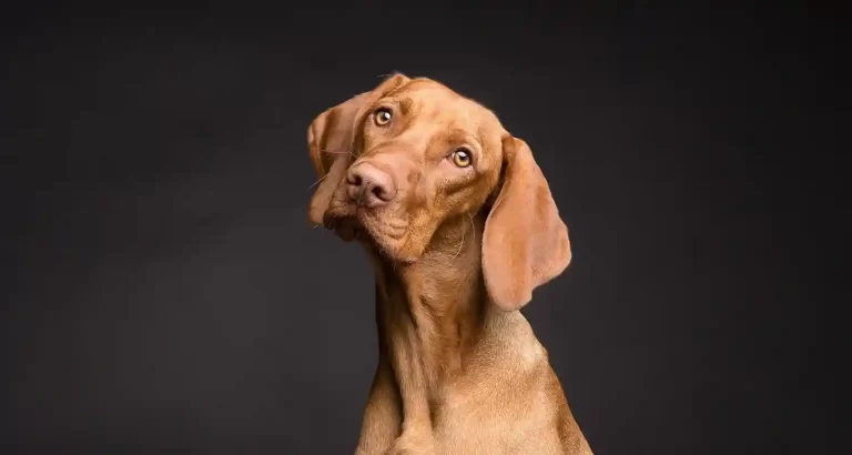 Un nuovo farmaco farà vivere più a lungo i nostri cani