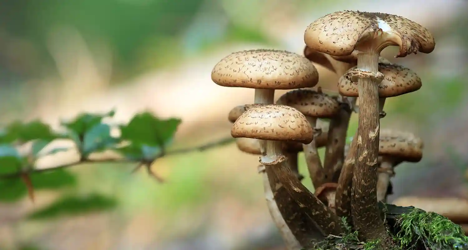 Invita gli ex parenti e gli serve funghi velenosi
