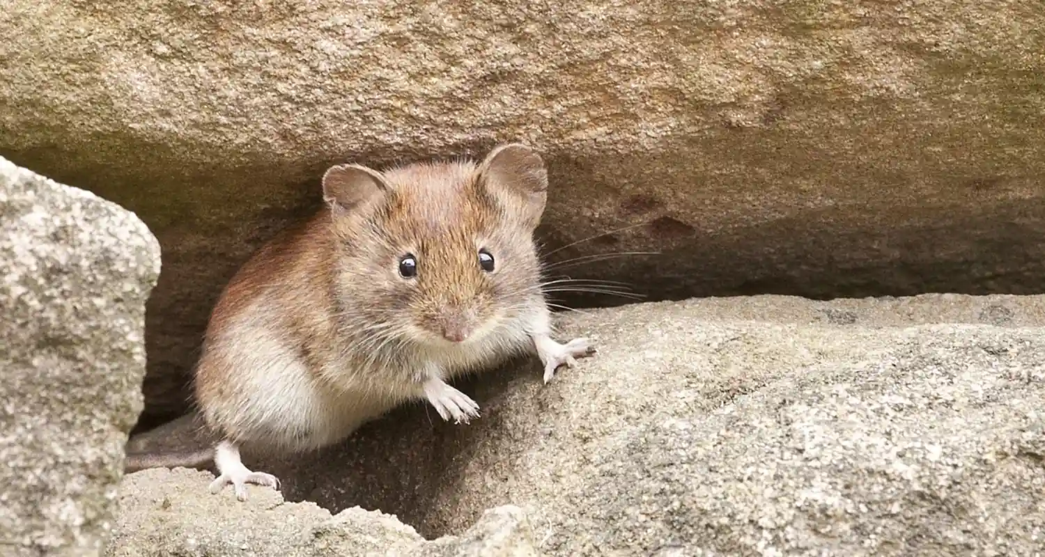 La strana invasione di ratti giganti in Australia