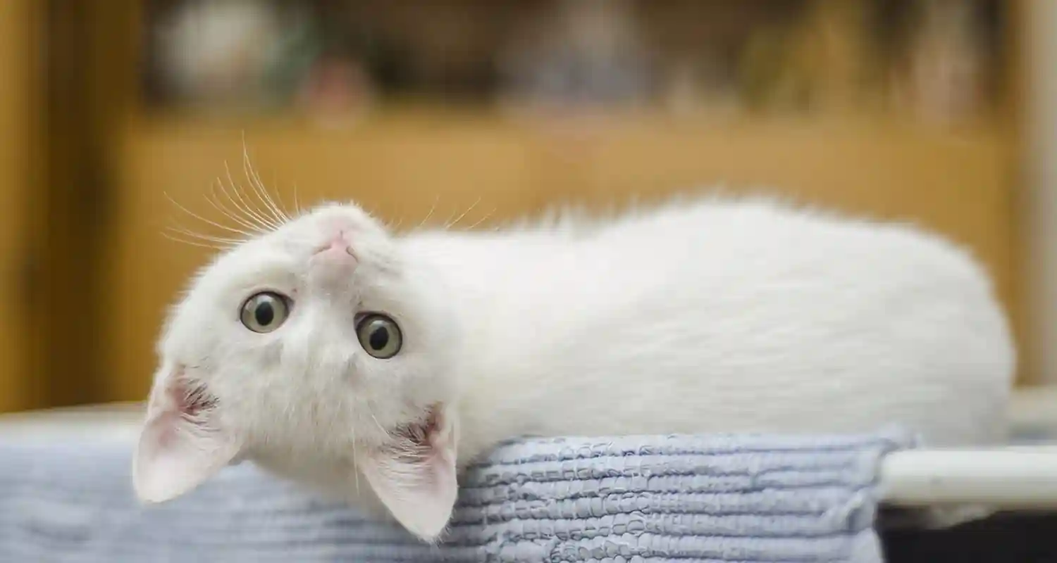Un gatto puo avere 276 espressioni facciali lo dice la scienza