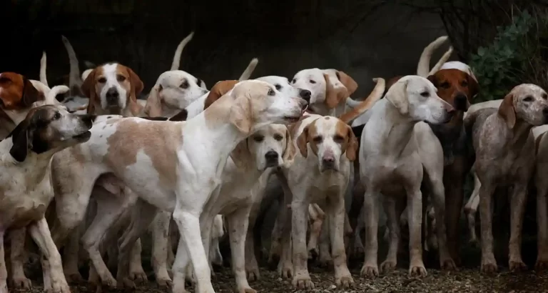 Una mutazione genetica sta uccidendo i cani negli Stati Uniti