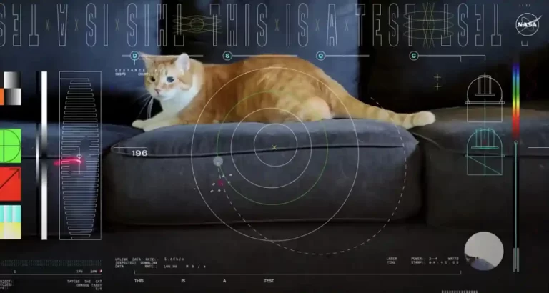 Ecco perchè la Nasa ha trasmesso un gatto dallo spazio