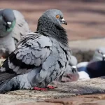 Investe un piccione viene arrestato