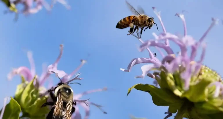 6 milioni di api morte, che sta succedendo?