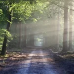 I Terrapiattisti spiegano perche non esistono gli alberi