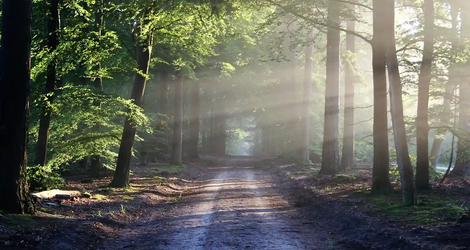 I Terrapiattisti spiegano perche non esistono gli alberi