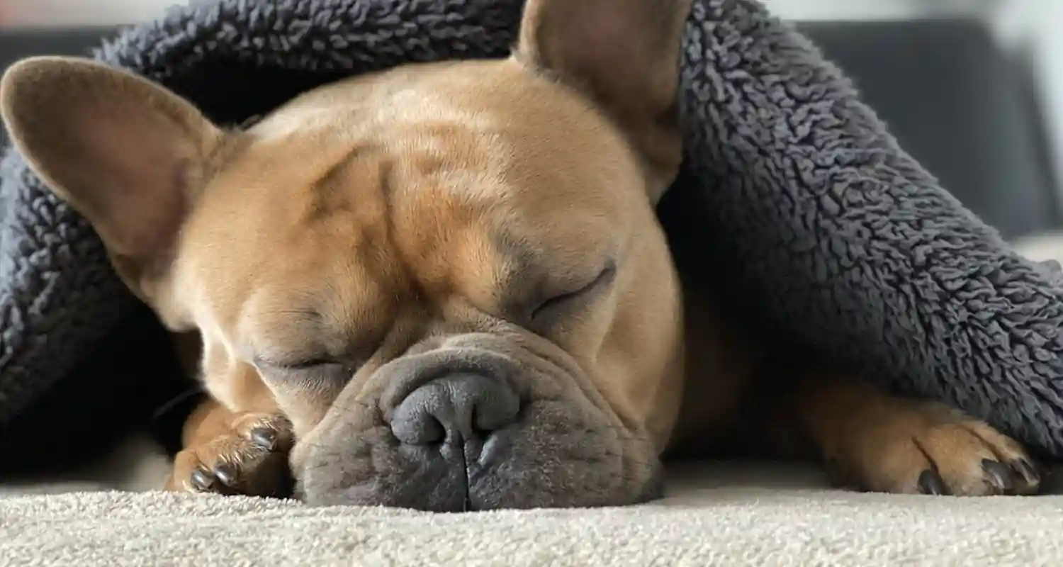 Dormire con il proprio cane fa bene alla salute