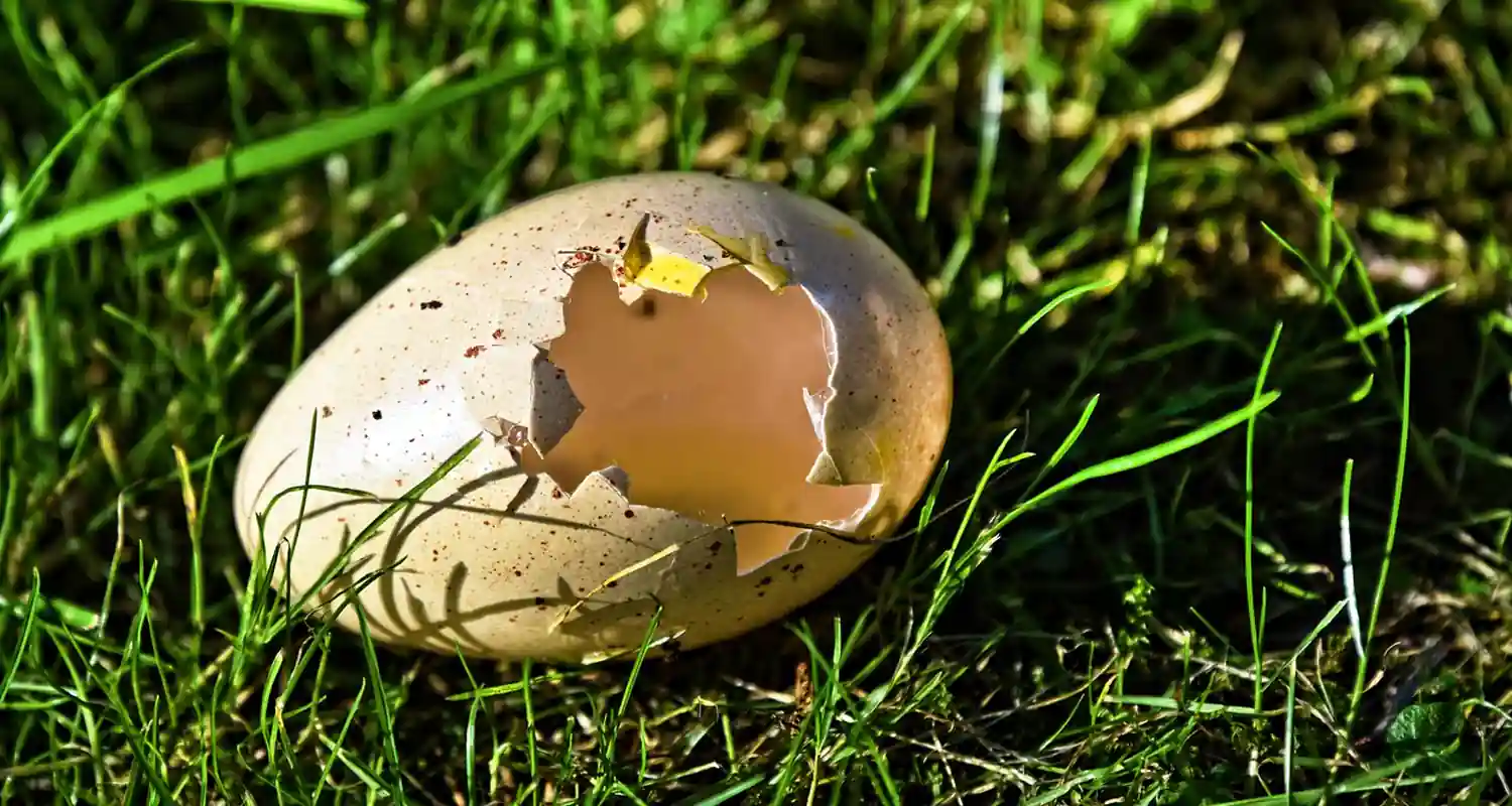 La scienza spiega se nato prima uovo o la gallina