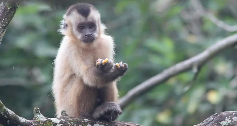 Le scimmie prendono il controllo di una città in Thailandia