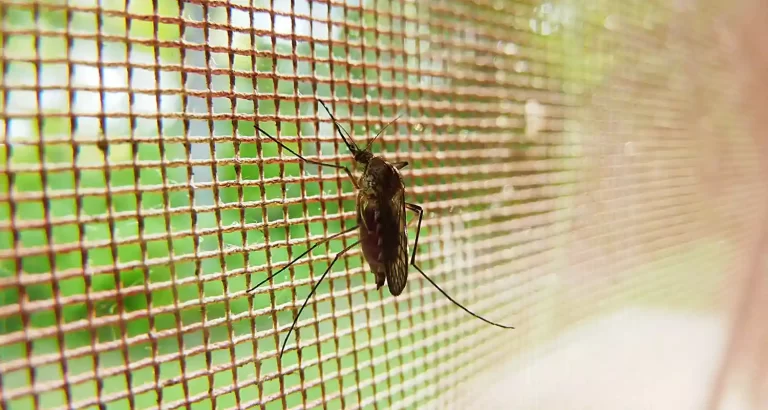 Finlandia: Usano una zanzare morta per trovare il ladro di auto