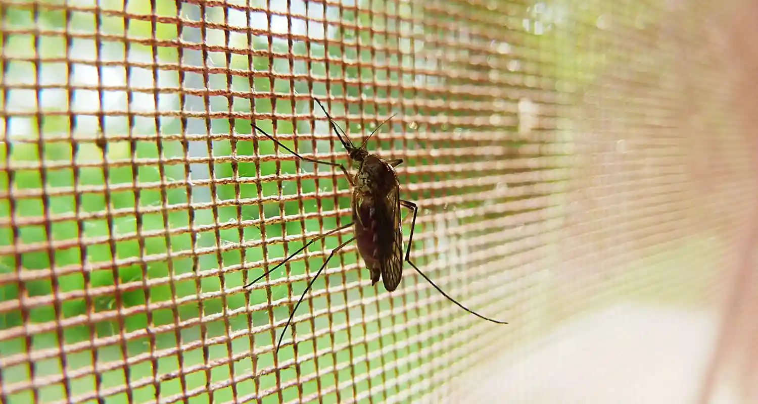 Finlandia Usano una zanzare morta per trovare il ladro di auto