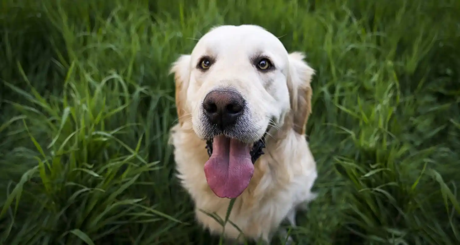 Ecco quali sono le razze di cani piu fedeli in assoluto