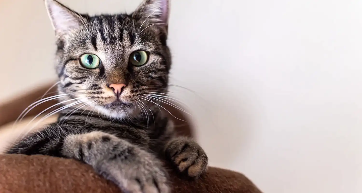 Hai un gatto in casa Se schizofrenico lo dice la scienza