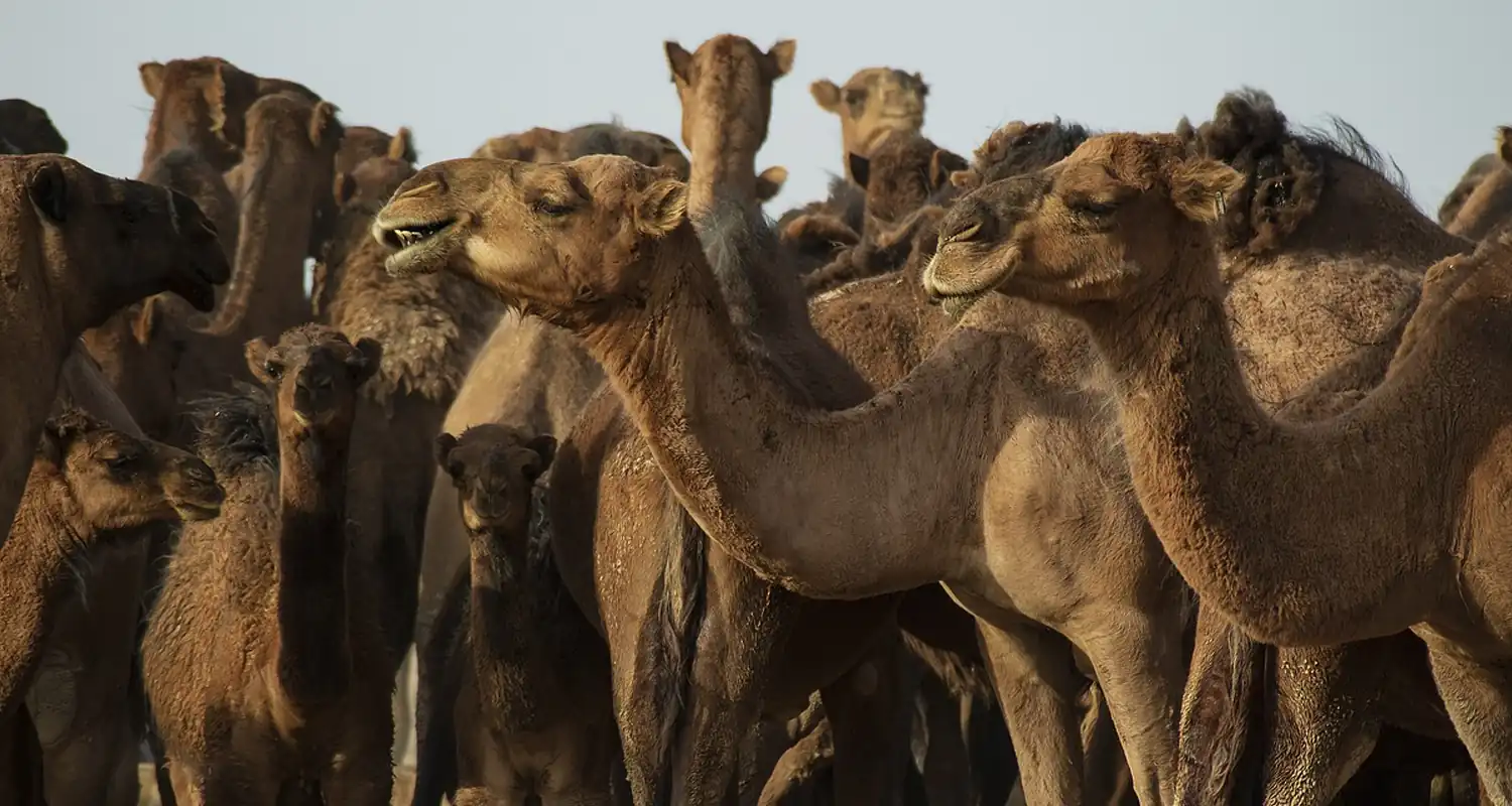 I cammelli prenderanno il posto della mucche secondo gli scienziati