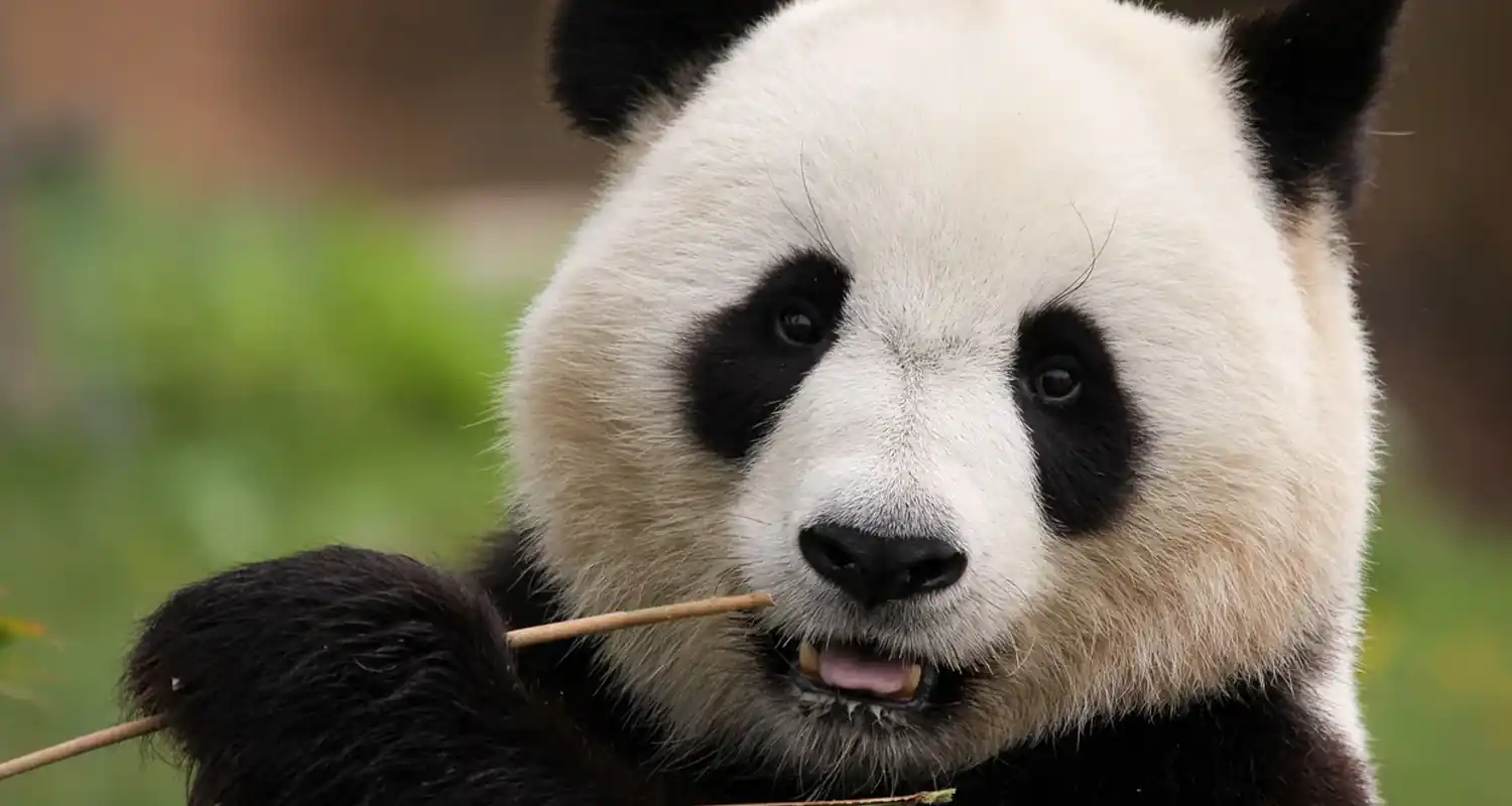Cina I visitatori dello zoo scoprono la verita sui panda