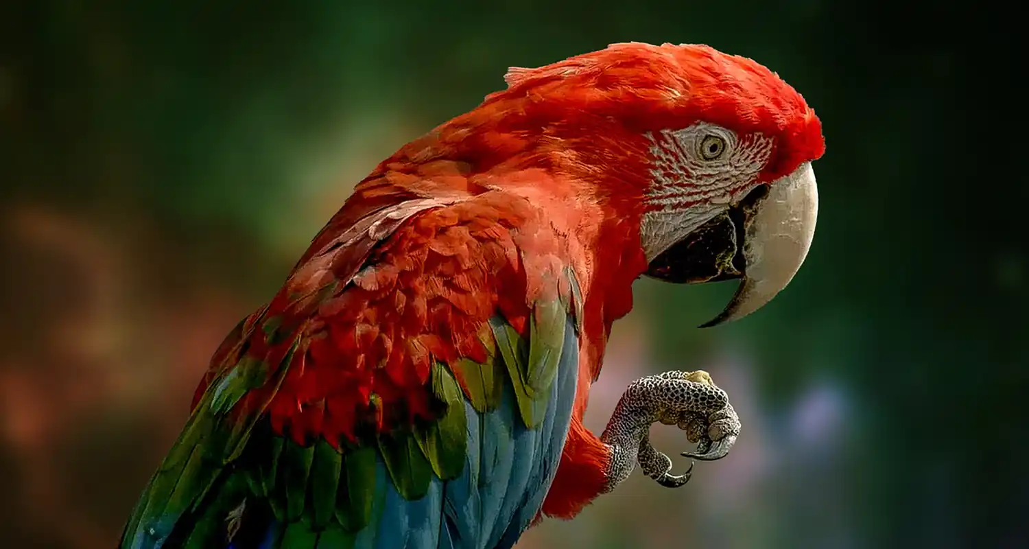 I pappagalli amano le videochat in tempo reale