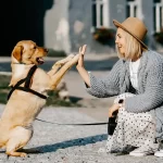 Il Belgio risolve a modo suo il problema dei cani randagi