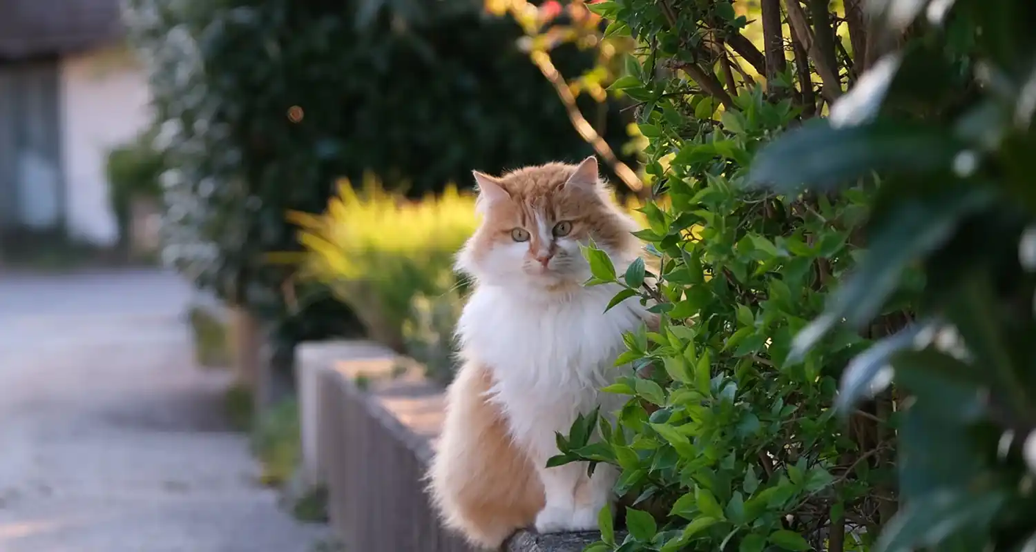 Mai gettare le feci dei nostri gatti nel gabinetto