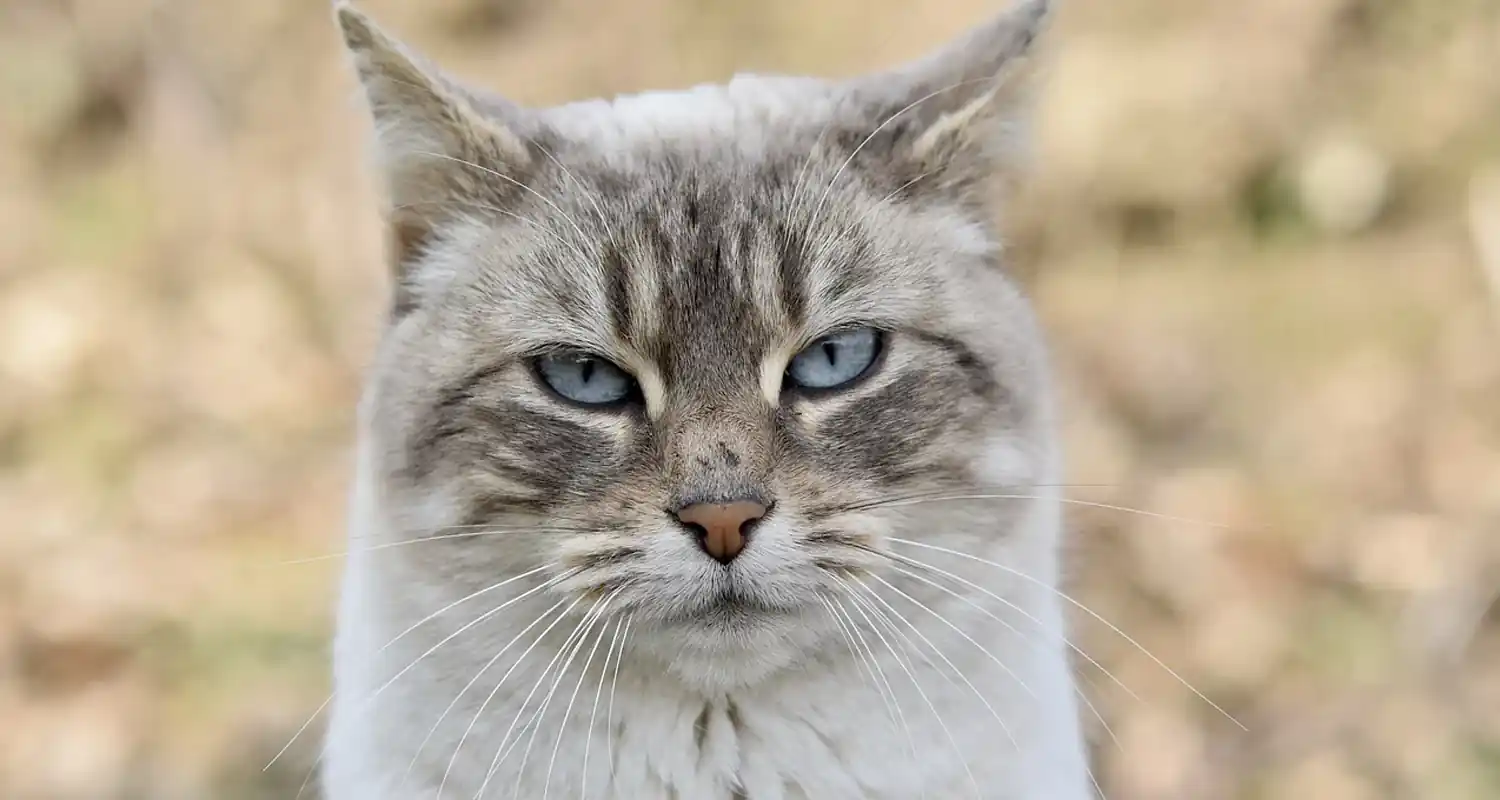 Secondo la scienza i gatti domestici ci odiano