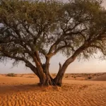 Albero più Isolato del Mondo Abbattuto da un Camionista