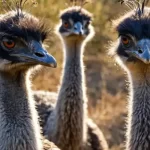 Guerra Emù quando una nazione dichiarò guerra agli uccelli