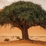 Il mistero degli alberi della vita nel deserto del Sahara
