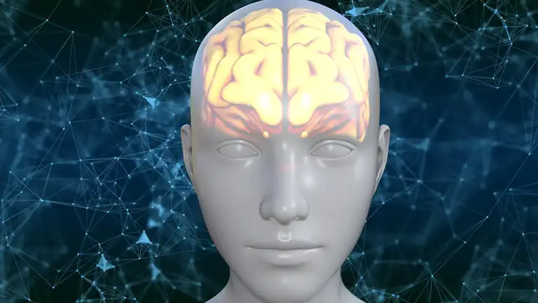 Cervello Sinistro e Cervello Destro Verità o Mito