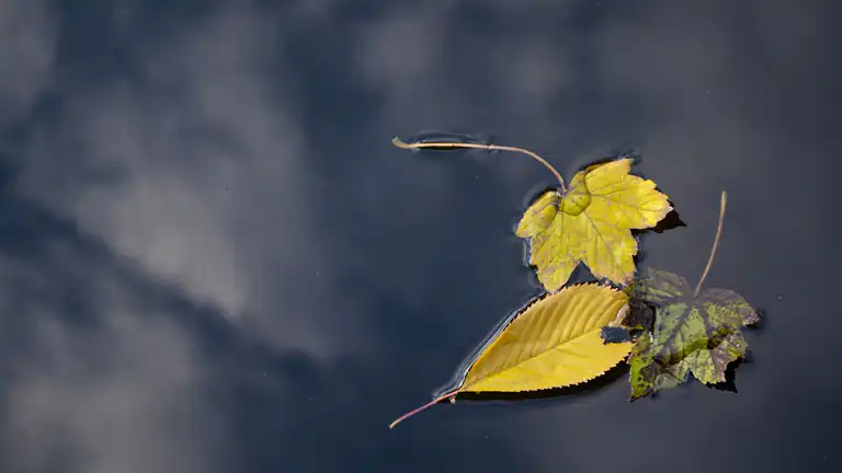 Cose la teoria di Ottobre e Come Può Aiutarti a Trasformare la Tua Vita