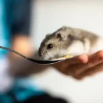 Muore dopo essere stata aggredita dal suo criceto