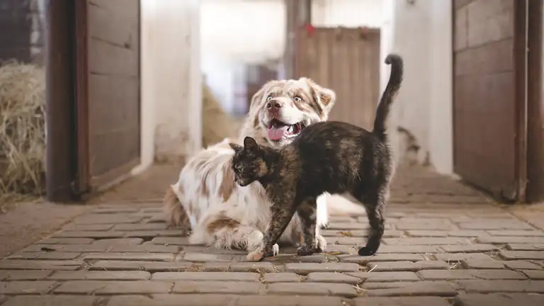 I Cani e i Gatti Possono Riconoscere le Parole che Dici