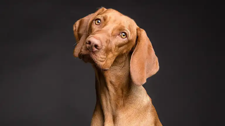 I cani davanti allo specchio si riconoscono?