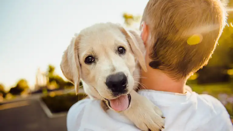 Tra cane e padrone lo sguardo si sincronizza lo dice la scienza