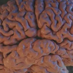 Come il Cervello delle Persone con Afantasia Elabora le Immagini Visive