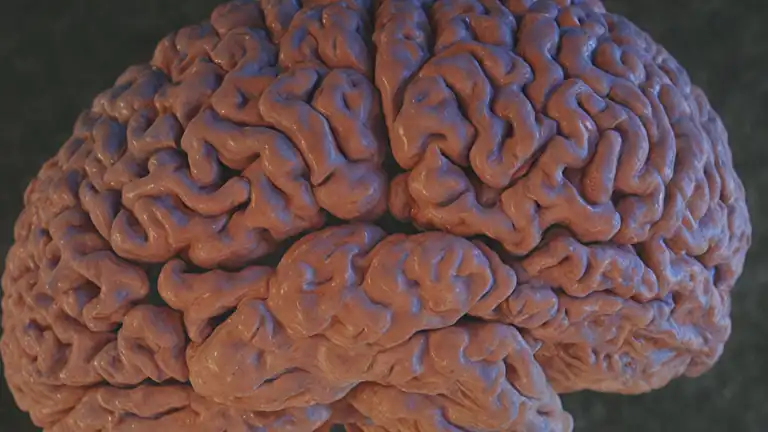 Come il Cervello delle Persone con Afantasia Elabora le Immagini Visive