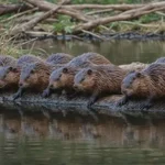 Castori costruiscono una diga in 2 Giorni Battendo la Burocrazia Governativa di 7 Anni