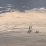 Figure misteriose tra le nuvole bufala o realtà