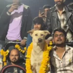 Organizzano una festa per un cane randagio il video diventa virale