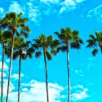 Palm Beach Su questa spiaggia ci sono 500 miliardi di dollari