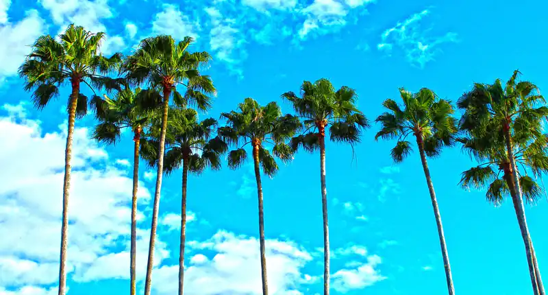 Palm Beach Su questa spiaggia ci sono 500 miliardi di dollari