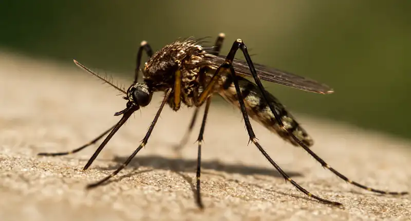 Perché le zanzare pungono alcune persone più di altre