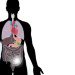 Scopri quali organi del corpo umano non sono strettamente indispensabili per vivere