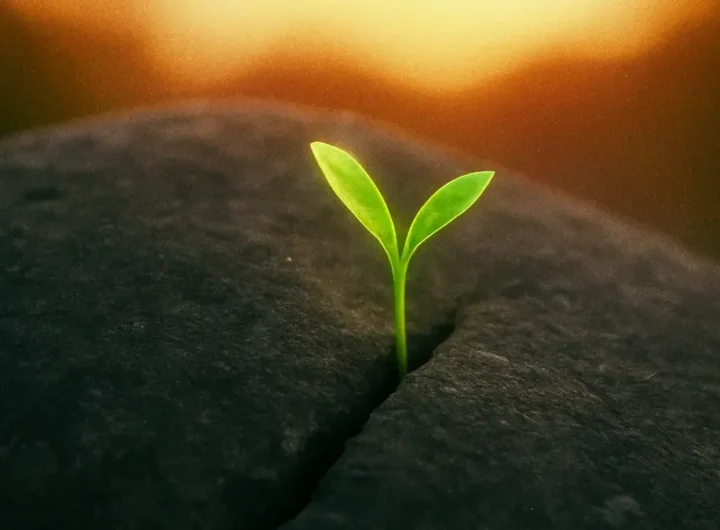 Mani che piantano un piccolo seme verde in un terreno fertile