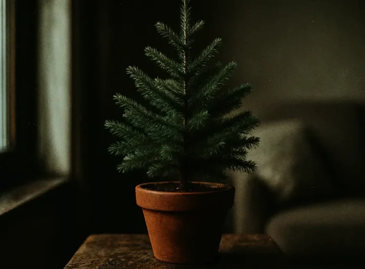 cura-albero-natale-vaso-consigli