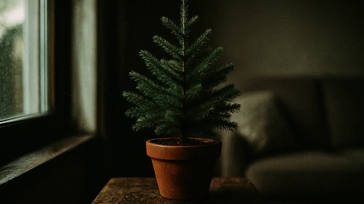 cura-albero-natale-vaso-consigli